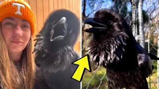 Elderly 15-year-old Raven Makes Most ‘Amazing’ Sound When He Sees His Favorite Girl by CreepyWorld 487 views 2 weeks ago 3 minutes, 58 seconds