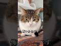 スズキタゴサク構文って何⁉️🙀🤷♀️ #猫のいる暮らし #ねこ動画 #ねこ部 #猫好きさんと繋がりたい #ねこ #音源お借りしました