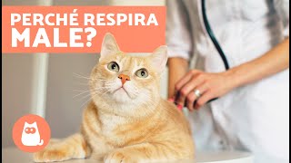 Perché il mio GATTO NON RESPIRA bene?  (Cause e soluzioni)