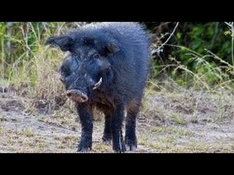 Кадры из фильма Свинья