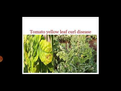 Video: Bunchy Top On Tomato Leaves - Իմացեք Tomato Bunchy Top Viroid-ի մասին