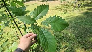 Quercus prinus dub košíčkatý