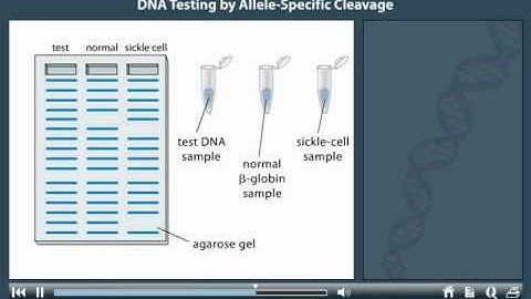 DNA Testing By Allele Specific Cleavage Animation