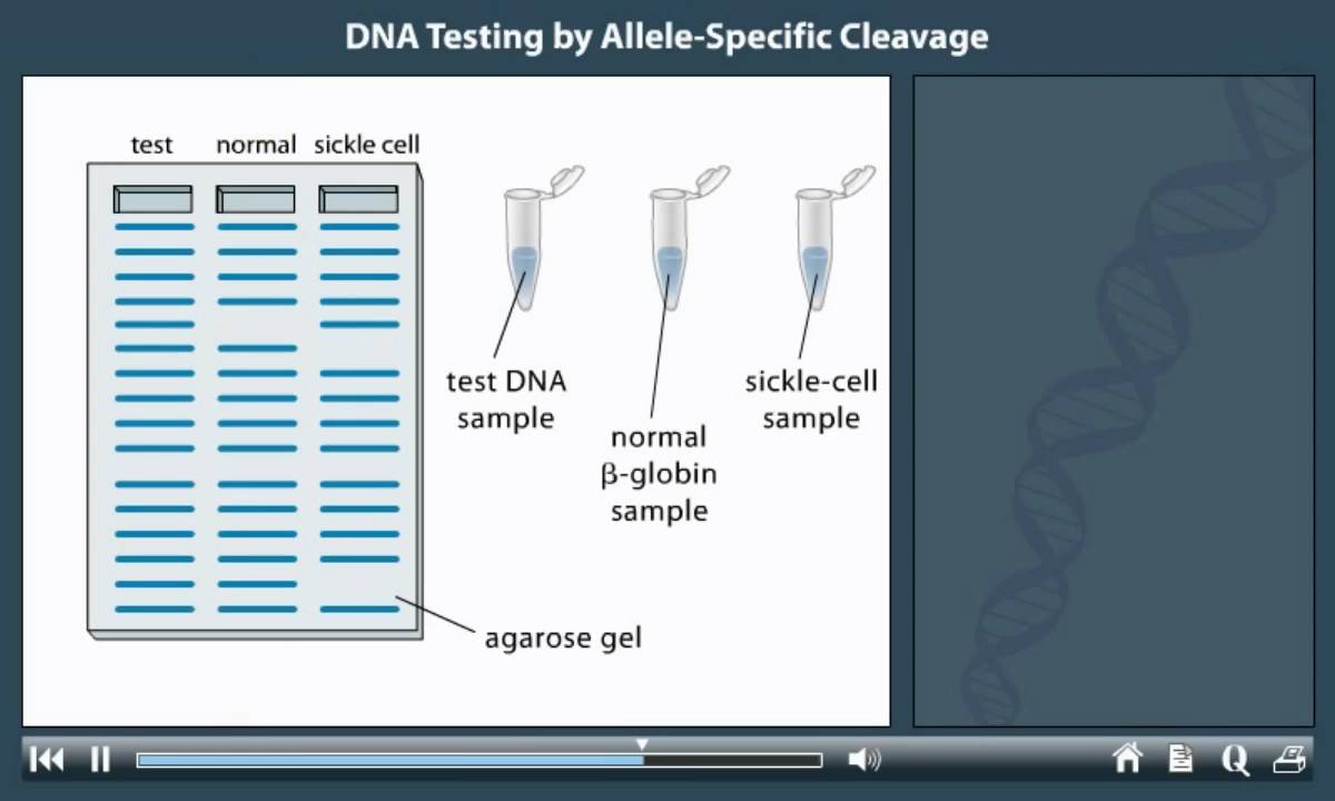 DNA Testing By Allele Specific Cleavage Animation
