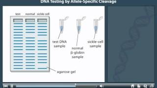 Dna Testing By Allele Specific Cleavage Animation