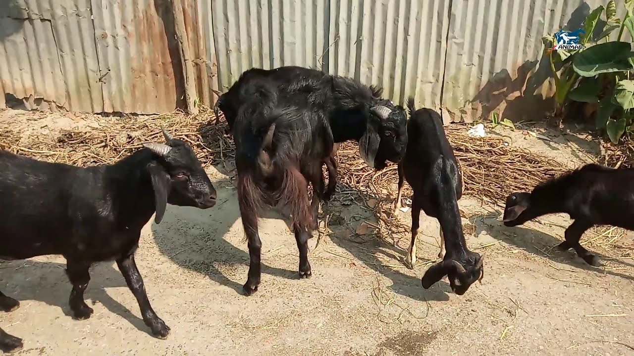 Beautiful Village Goat in Bangladesh 🤗🌹 Around Charpara 🤗