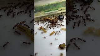 tetramorium bicarinatum поедают мучного червя #пища #муравьинаяферма #tetramoriumbicarinatum #ants