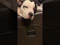 🤪American Pit bull Terrier Close UP Falling asleep FUNNY😂🤣😂🤪