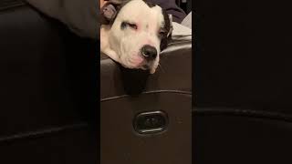 🤪American Pit bull Terrier Close UP Falling asleep FUNNY😂🤣😂🤪