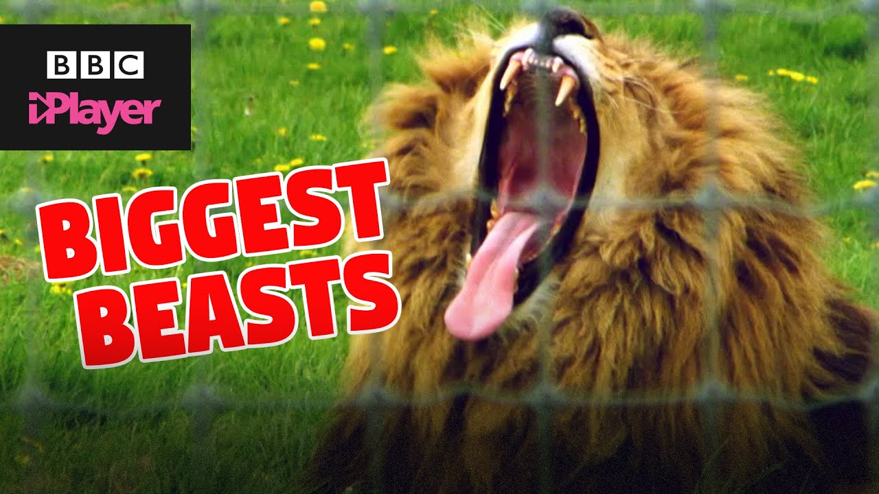 Biggest Beasts | The Pets Factor | CBBC