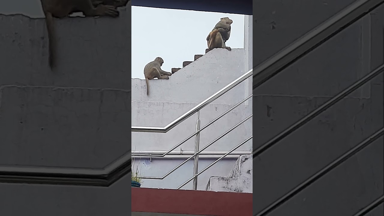 Shravya ne dekhi Nani ke ghar bandaro🐒 ki masti