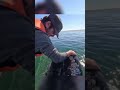 he gave a whale a hug and THIS happened… image