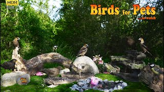 Birds: for all Pets to watch - 4K HDR - CATs tv