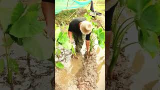 💧 How to Plant Taro Root in Muddy Beds for a HUGE Harvest! 🌱🥔