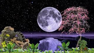 Lotus Nature flowers,Lotus Flowers Blooming Motion Background video HD, beautiful  Moon
