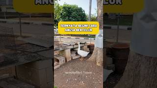 🤔 Ternyata Ini Cara Angsa Bertelur 🦢🪿 #shorts #shortvideo #viralvideo #angsa #swan #faktaunik