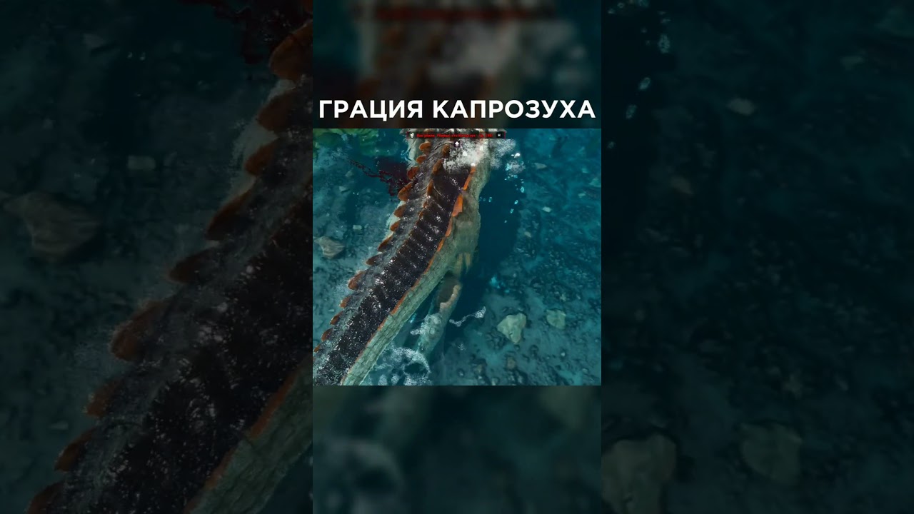 Эти Капрозухи просто ИМБА🤭 