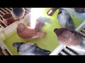 Portuguese tumblers pigeons