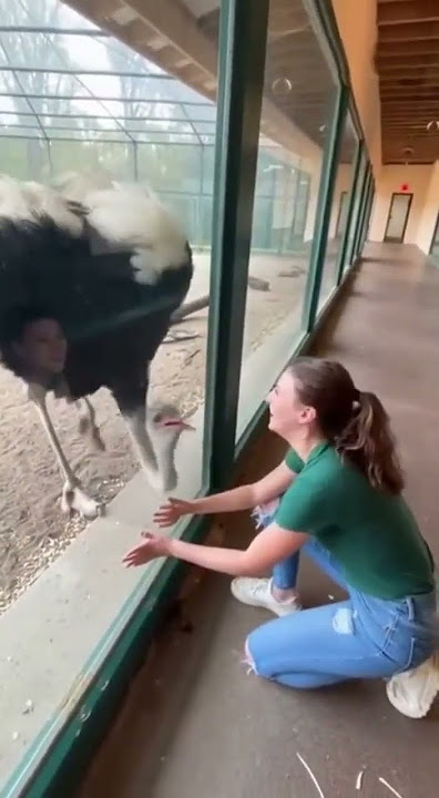 Dòng wù yuán lǐ de gōng niú : 公牛gōng niú 動物園