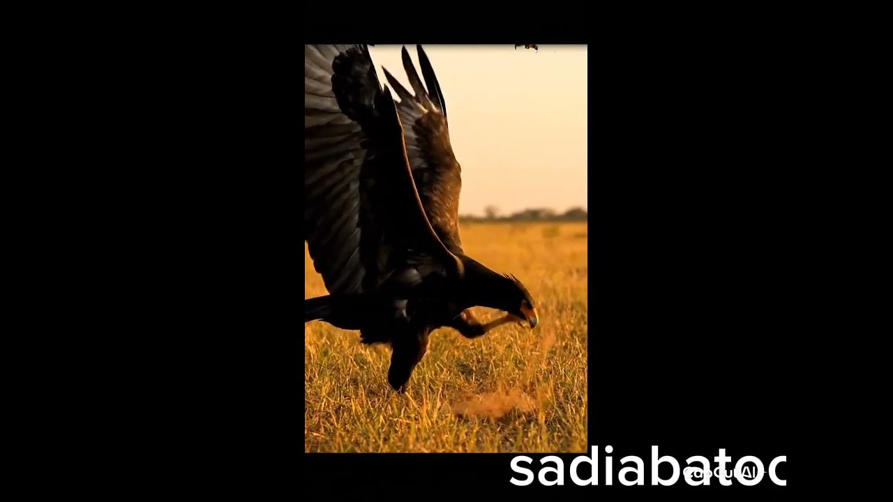 Secretary Bird vs Eagle: The Most Insane Bird Battle Ever# birds # eagle # secrtery 