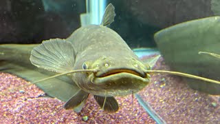 イワトコナマズをじっくり観て - YouTube