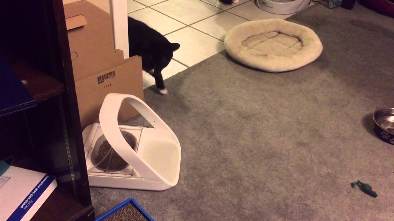 Surefeed pet feeder in action