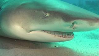 Open Water Shark Diving