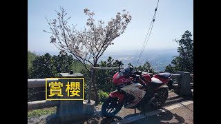 【日常】賞櫻 | 2月騎車紀錄 | YZF-R3