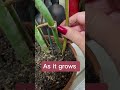 How to care for monstera plants aerial roots monstera plant roots plant care guide tips gardening