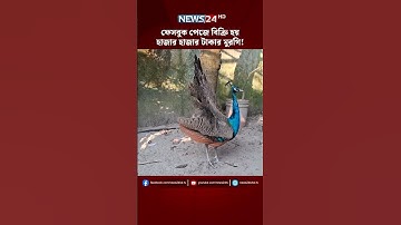 ময়ূর থেকে লম্বা লেজের মুরগি! | NEWS24