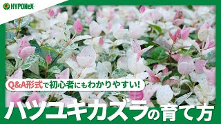 ☘:22 ハツユキカズラの育て方｜ピンク色を出す方法や紅葉させるコツは？選定方法や、増やし方もご紹介｜【PlantiaQ&A】植物の情報、育て方をQ&A形式でご紹介