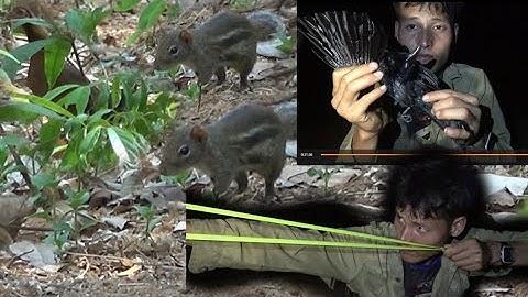 cuab qaib qus sab qab teb hauv teb chaws nplog