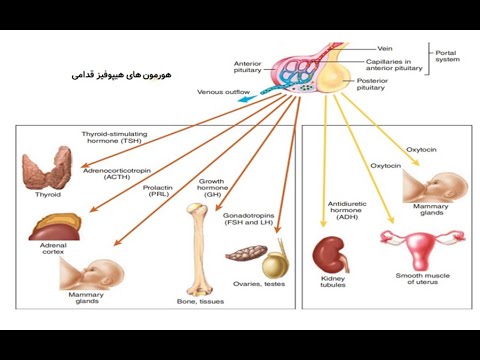 تصویری: کدام هورمون از غده هیپوفیز ترشح می شود؟