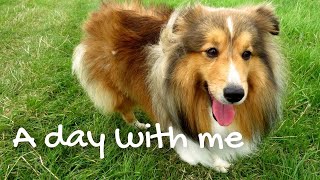 Sheltie daily life 🐶