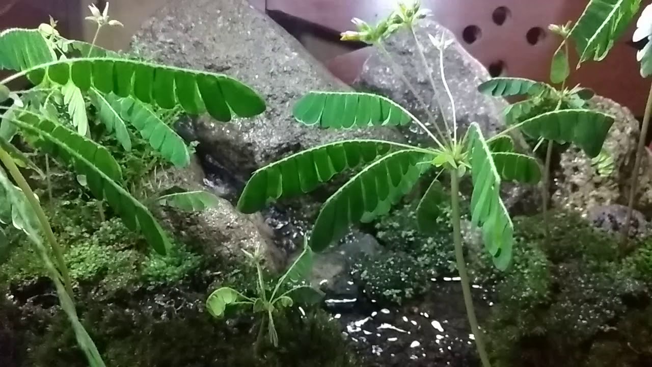 camera iphone 8 plus apk River Paludarium