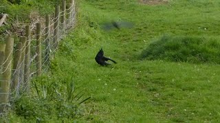 Arthur the Raven getting harassed by a Crow