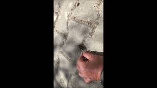 Bizim Tarantula Avcımız Arıları