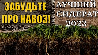 ХИТ 2023! Я НАШЕЛ ЕГО! ЭТОТ СИДЕРАТ ЗАМЕНЯЕТ КАМАЗ УДОБРЕНИЙ В сентябре сею их в огороде