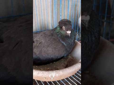 حمام عبسي انواع الحمام
