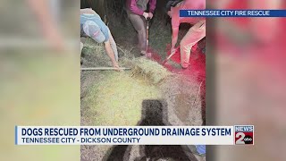 Dogs rescued from underground drainage system in Dickson County