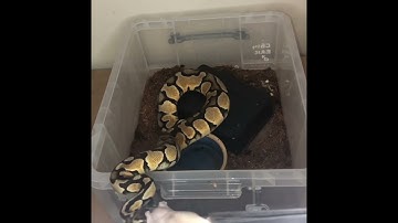 Snake feeding! #fyp #pets #animals #cool #fypシ #snake #trending #python #ytshorts #viral #yt #trend