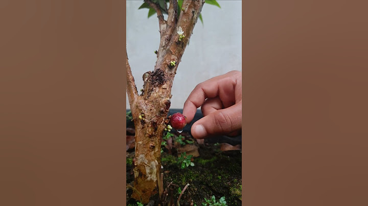 Oops! Jaboticaba Breaks While Picking – Adorable Harvest Fail!