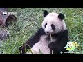 A Smart Panda Knows When To Quit | iPanda