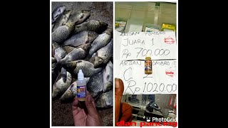 Esen Mayit Buat Bawal Dan Buat Ikan Mas/ Tombro (minat hub.081290699300 WA OR sms)