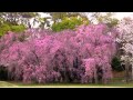 KYOTO  JAPAN 🌸 CHERRY BLOSSOMS  (HD 1080p)