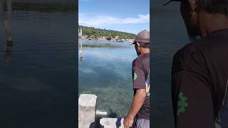 Berburu teri koloni besar bukan untuk lauk tapi untuk senjata utama di spot selanjutnya,.