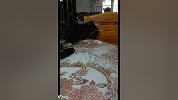 LETS PLAY CUTE CATNIP TOY CARROT 🥕