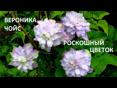 Видео: Clematis хэрхэн ургуулах вэ: 6 дүрэм