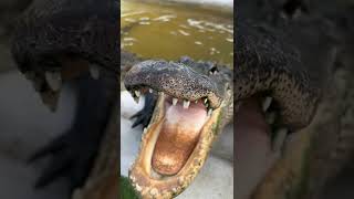 Feeding the kids🐊 TikTok: Christopher Gillete