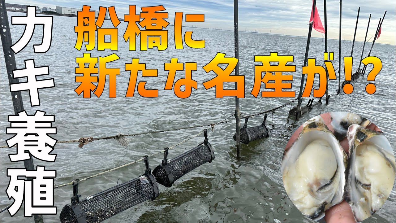 船橋の新たな名産に⁉カキの養殖試験】ふなばしCITYNEWS令和5年5月15日放送